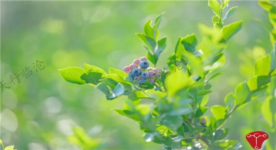 臨滄?zhèn)鹘y(tǒng)戶外經(jīng)典項目推薦--急速60秒拓展項目 體驗有效的溝通渠道和溝通方法