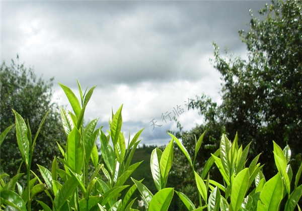 茶文化點(diǎn)亮臨滄城市魅力