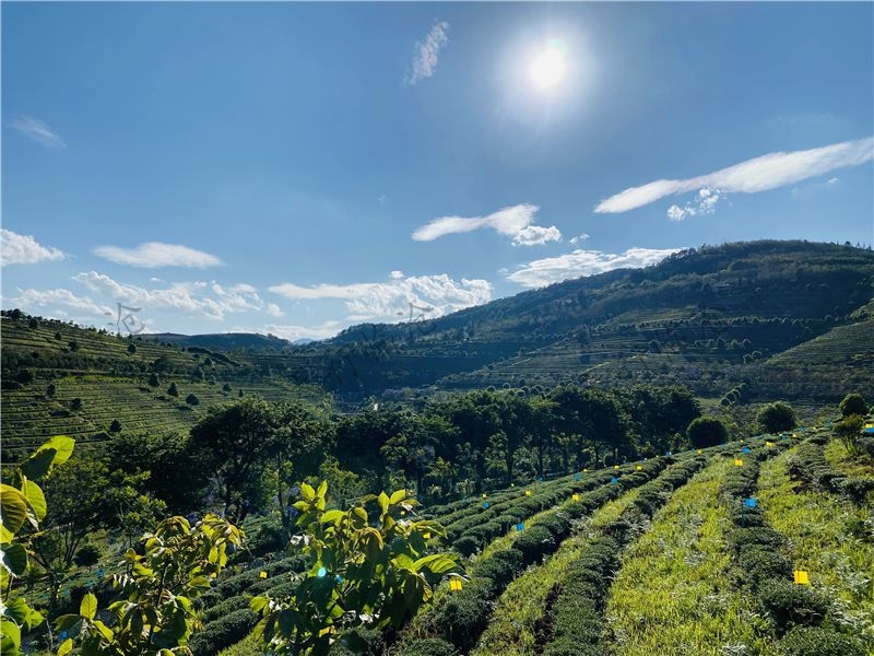 臨滄雙江云頂筑巢茶莊園
