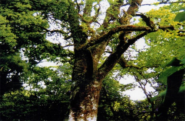 大美云南----美麗臨滄發(fā)現(xiàn)海拔最高面積最廣密度最大的野生古茶樹(shù)群落創(chuàng)世界古茶樹(shù)新記錄