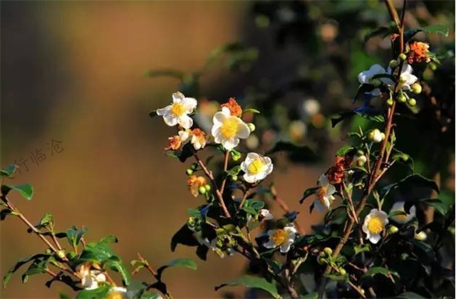 臨滄旅游景區(qū)