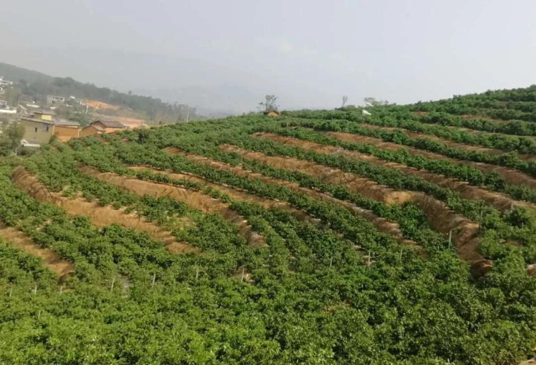 云縣愛華鎮(zhèn)田心村小田心自然村