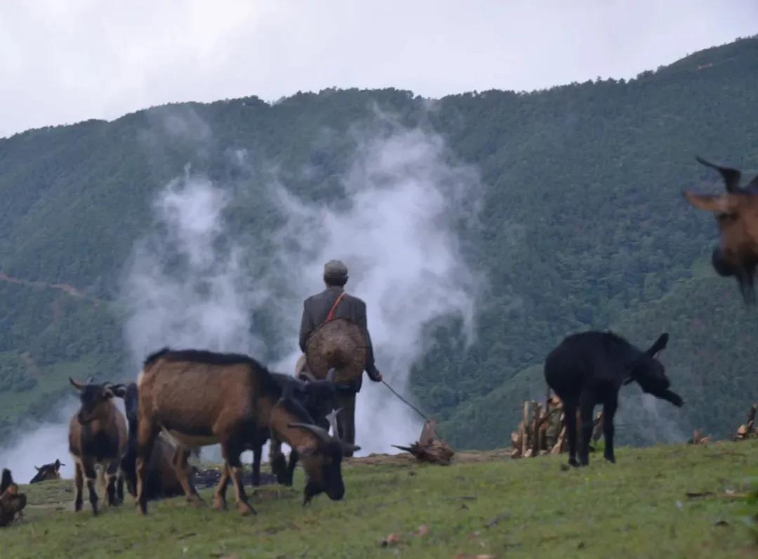 南美大草原 南美大草原