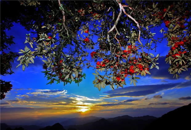 臨滄會展策劃：待到山花浪漫時，她在叢中笑.........