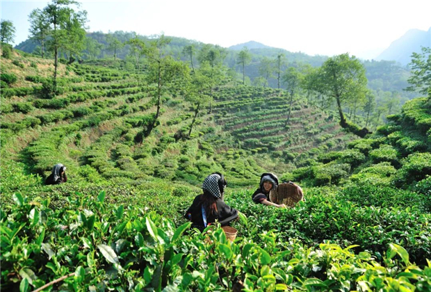 【臨滄茶旅】遇見秘境臨滄