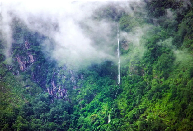 臨滄茶山：它來嘍??！最貴的樹葉即將開采，你的小背簍準(zhǔn)備好了嗎？