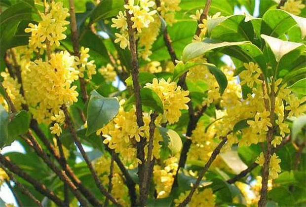 臨滄旅游丨一起來臨滄與美好撞個滿懷吧