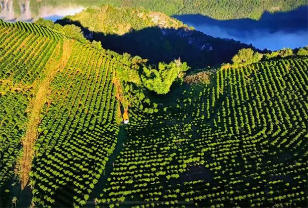 臨滄策劃公司：咖啡下樹 群眾致富