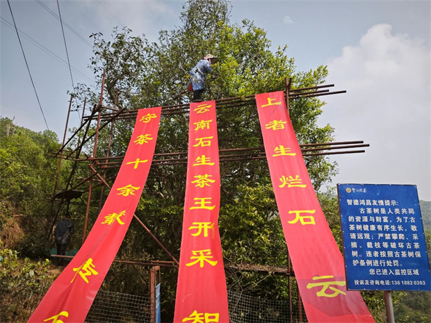 云南旅游,云南旅行社,云南團建公司,云南會議公司,云南策劃公司,云南會展公司,臨滄旅游,臨滄旅行社,臨滄團建公司,臨滄會議公司：千年茶韻，今朝開啟——大朝山西鎮(zhèn)千年古樹茶王開采            臨滄文旅     2025年04月09日 18:22 云南